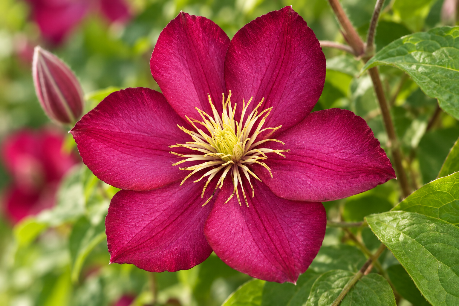 Clematis Ville de Lyon in botanischer Blütendetailansicht; KI-gestaltet