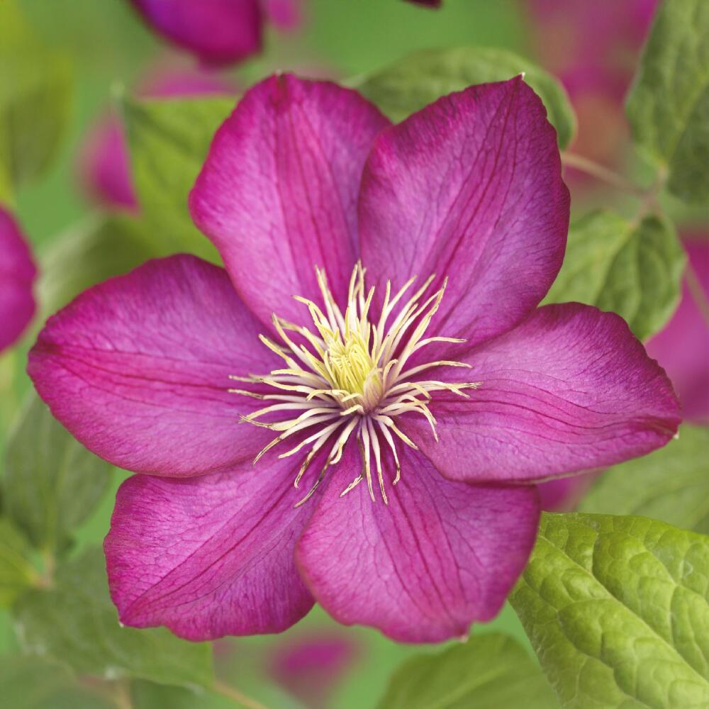 Clematis Ville de Lyon in unveränderter sauberer Original-Shopansicht