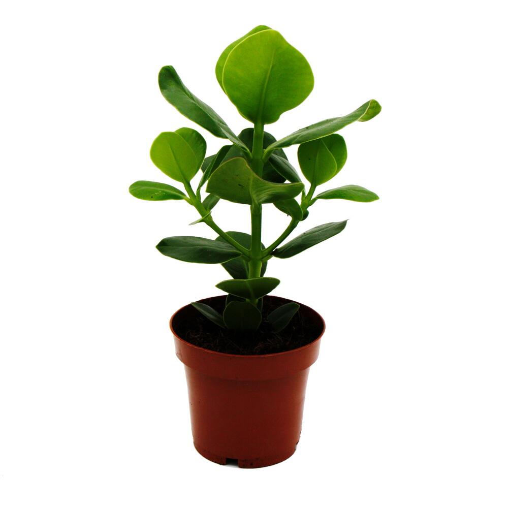 Unchanged clean original shop photograph: Clusia major, approx. 25–35 cm, 12 cm pot, houseplant