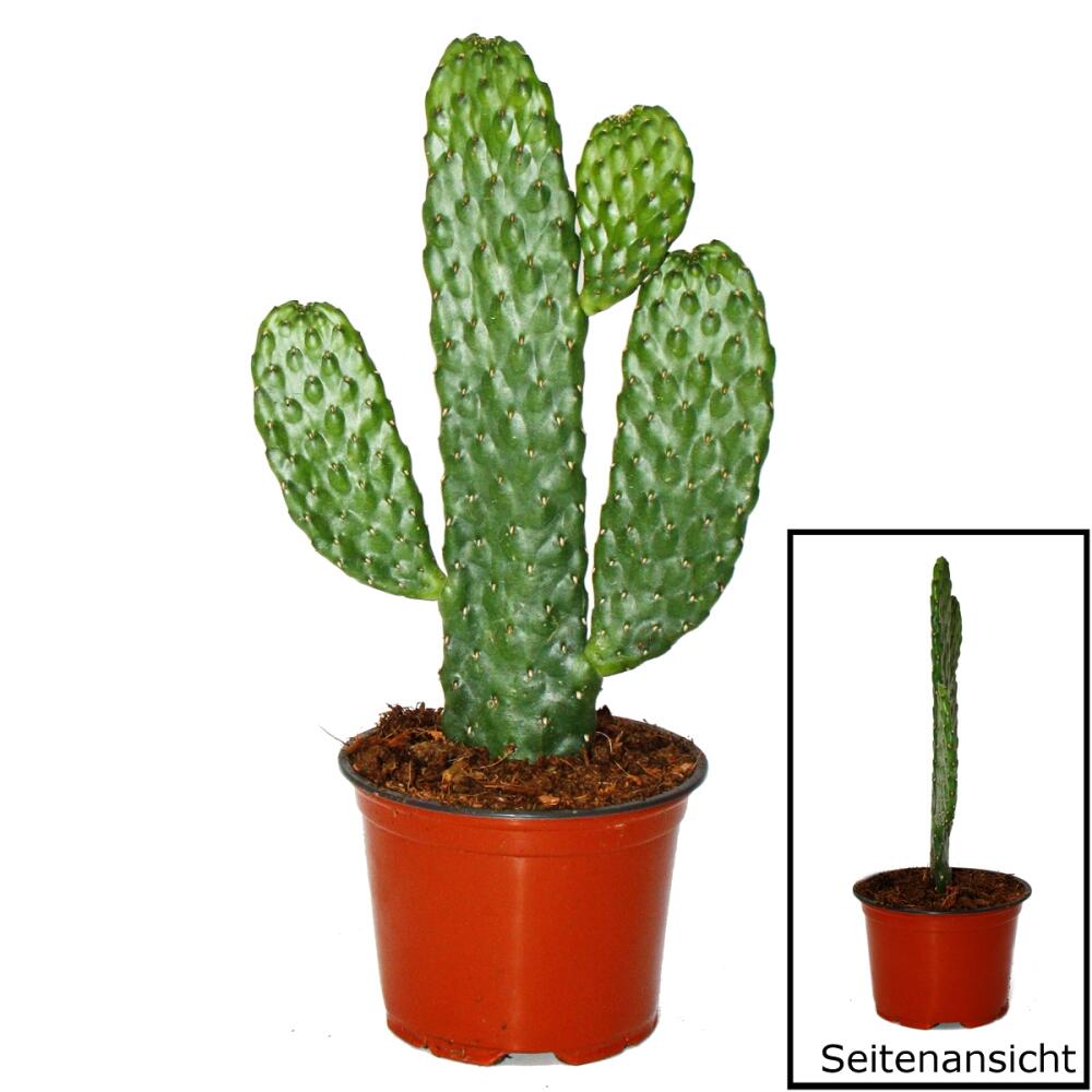 Consolea rubescens aux pousses plates – vue originale de la boutique 1