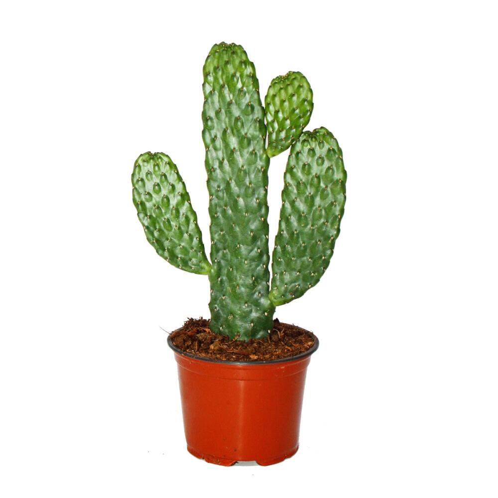 Consolea rubescens aux pousses plates – vue originale de la boutique 2