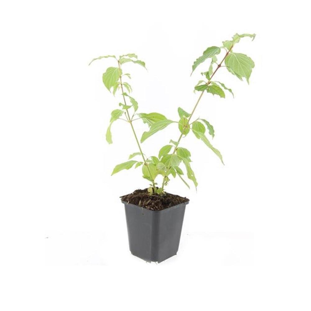 Young green original Anny’s Winter Orange/dark square pot