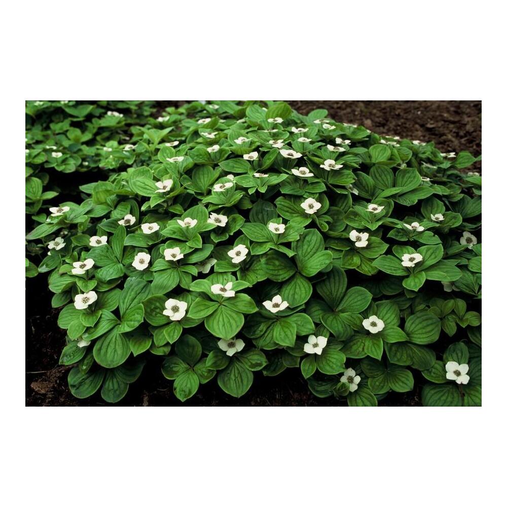 Unveränderte Original-Shopansicht eines eingewachsenen Cornus-canadensis-Bestands mit weißen Hochblättern