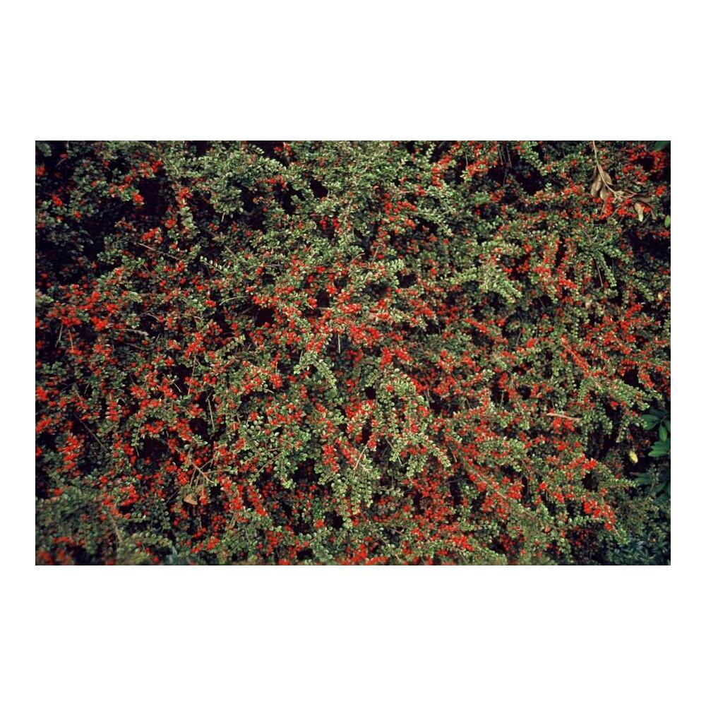 Photo originale du shop inchangée : couvre-sol – cotonéaster horizontal – Cotoneaster horizontalis – pot de 9 cm