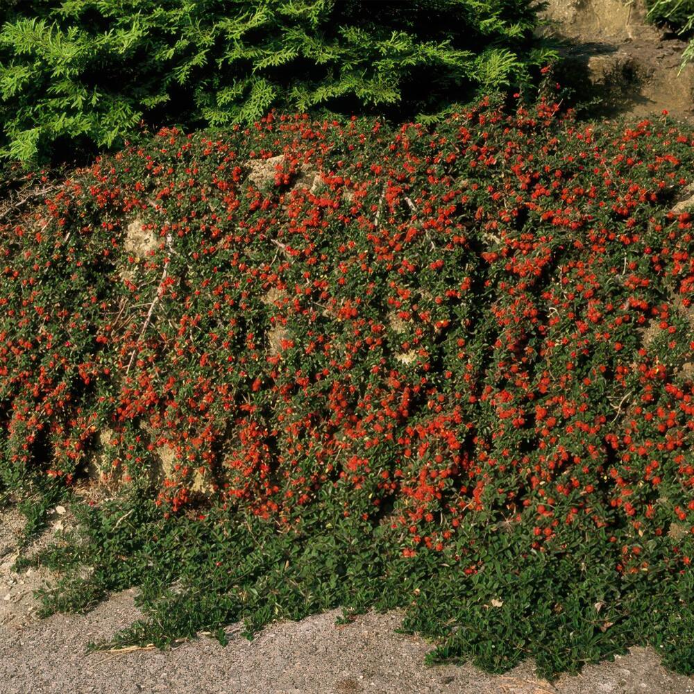 Photo originale du shop inchangée : couvre-sol – cotonéaster nain – cotonéaster rampant – Cotoneaster « Streib’s Findling » – pot de 9 cm