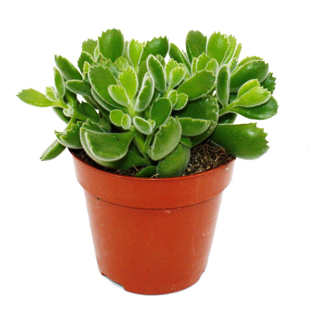 Photo originale de la boutique inchangée : Cotyledon tomentosa « Green Footprint », empreintes vertes, plante pattes d’ours, succulente en pot de 12 cm
