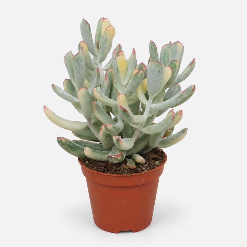 Photographie originale inchangée de la boutique : Cotyledon orbiculata variegata – succulente rare – rareté – pot de 8,5 cm, 12 cm de haut