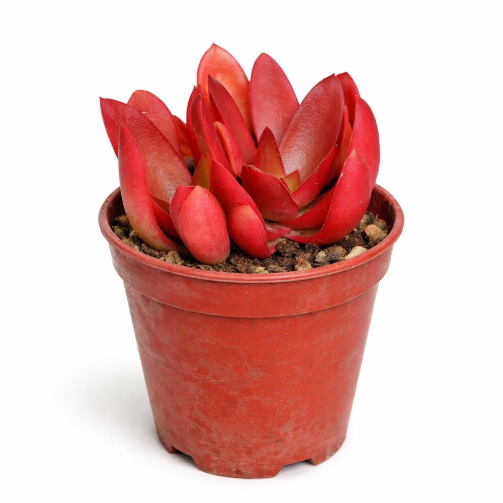 Unveränderte Shopansicht einer jungen Crassula Campfire mit roten fleischigen Blättern im Kulturtopf