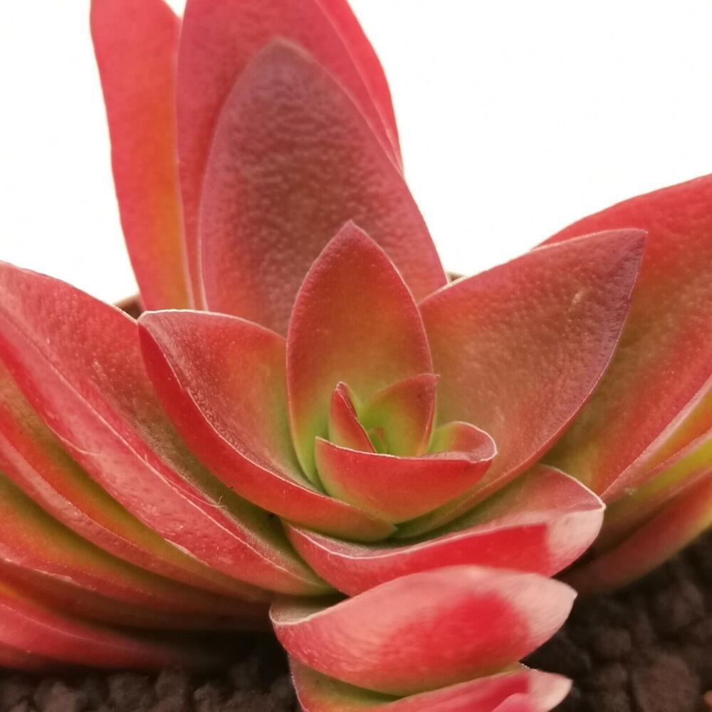 Unverändertes Shop-Blattdetail von Crassula Campfire mit rotem Laub und grünem Zentrum