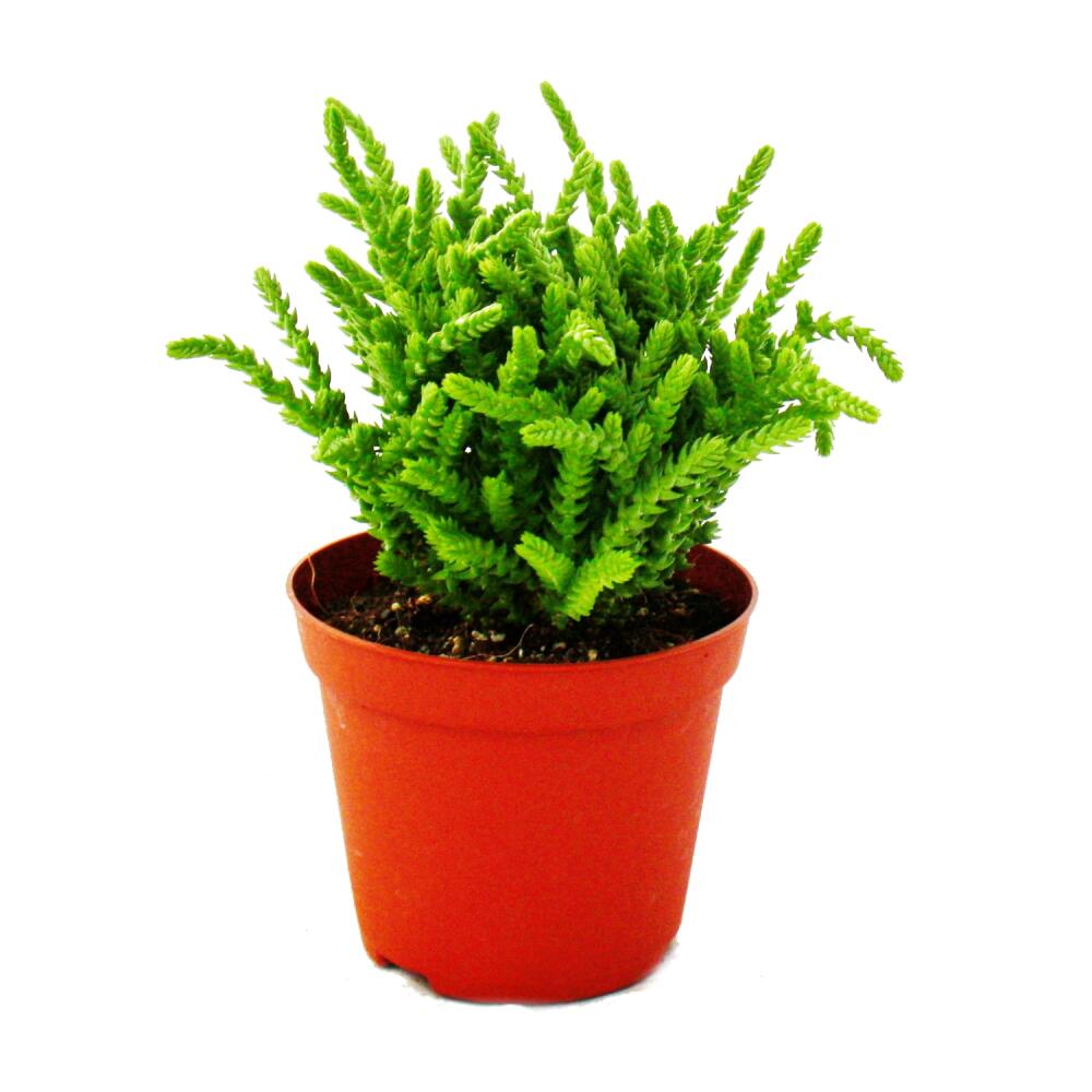 Original-Shopaufnahme: Sukkulente - Crassula lycopodioides - Mäuseschwanz - im 8,5cm Topf