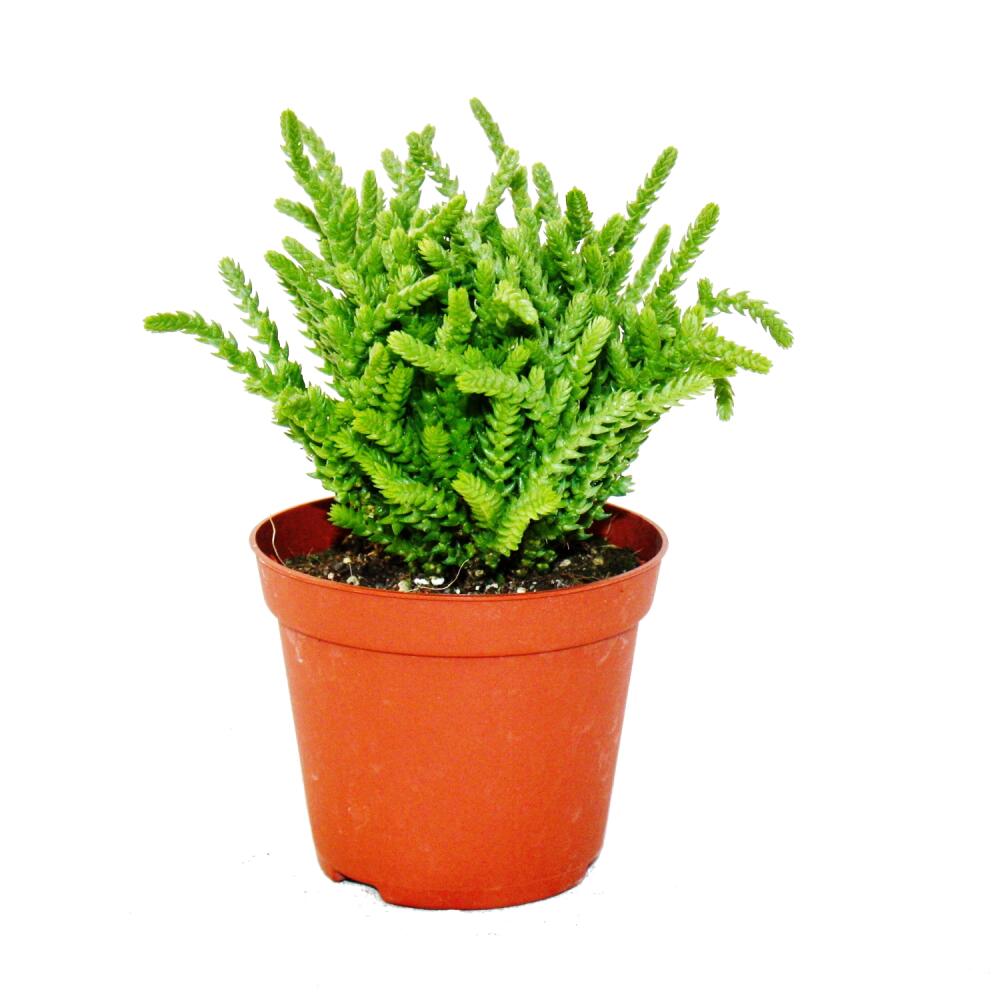 Original-Shopaufnahme: Sukkulente - Crassula lycopodioides - Mäuseschwanz - im 8,5cm Topf