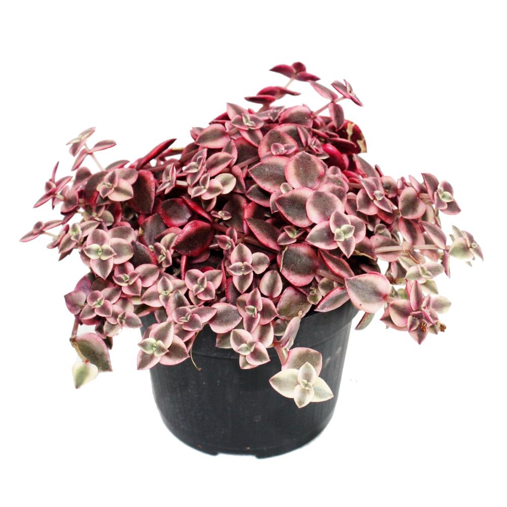 Original-Shopaufnahme: Crassula marginalis - 12cm Topf