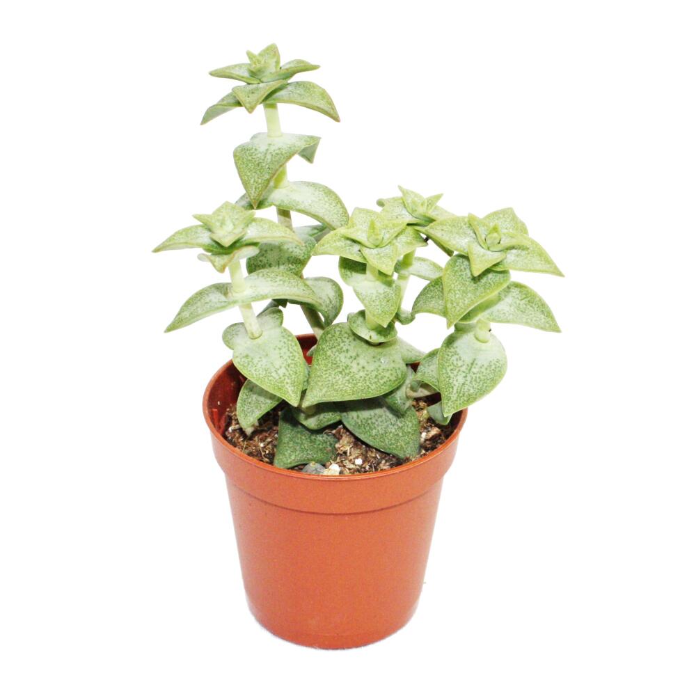 Unchanged original shop photograph: Crassula perforata, small plant in a 5.5 cm pot