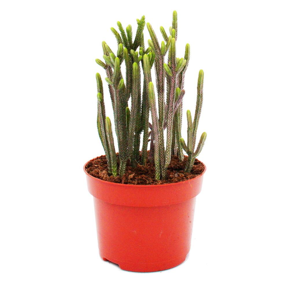 Original-Shopaufnahme: Sukkulente - Crassula lycopodioides - Rhapsody in Pink - 10 cm Topf