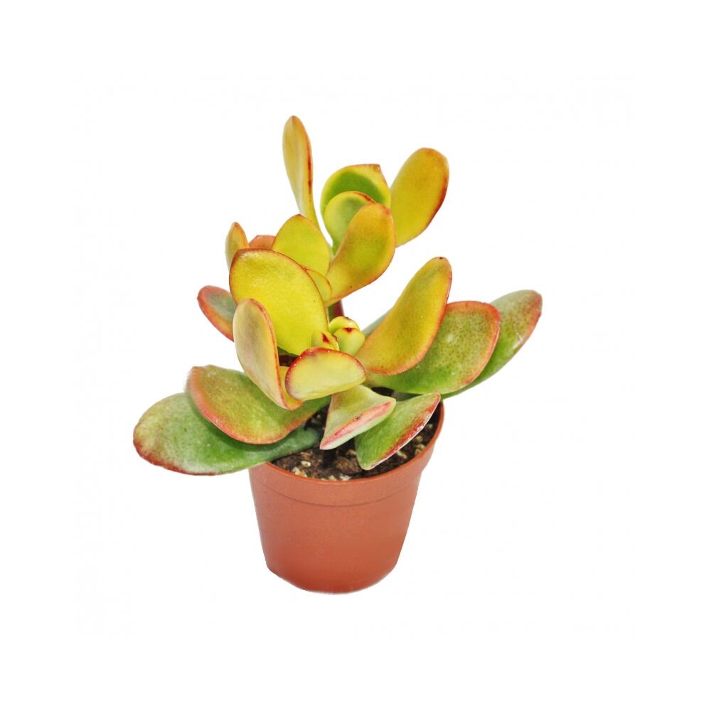 Goldbunter Geldbaum – Original-Shopansicht 1