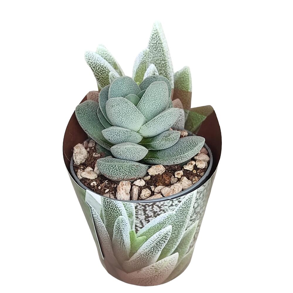 Original shop photograph of small Crassula tecta with whitish textured thick leaves in a small nursery pot