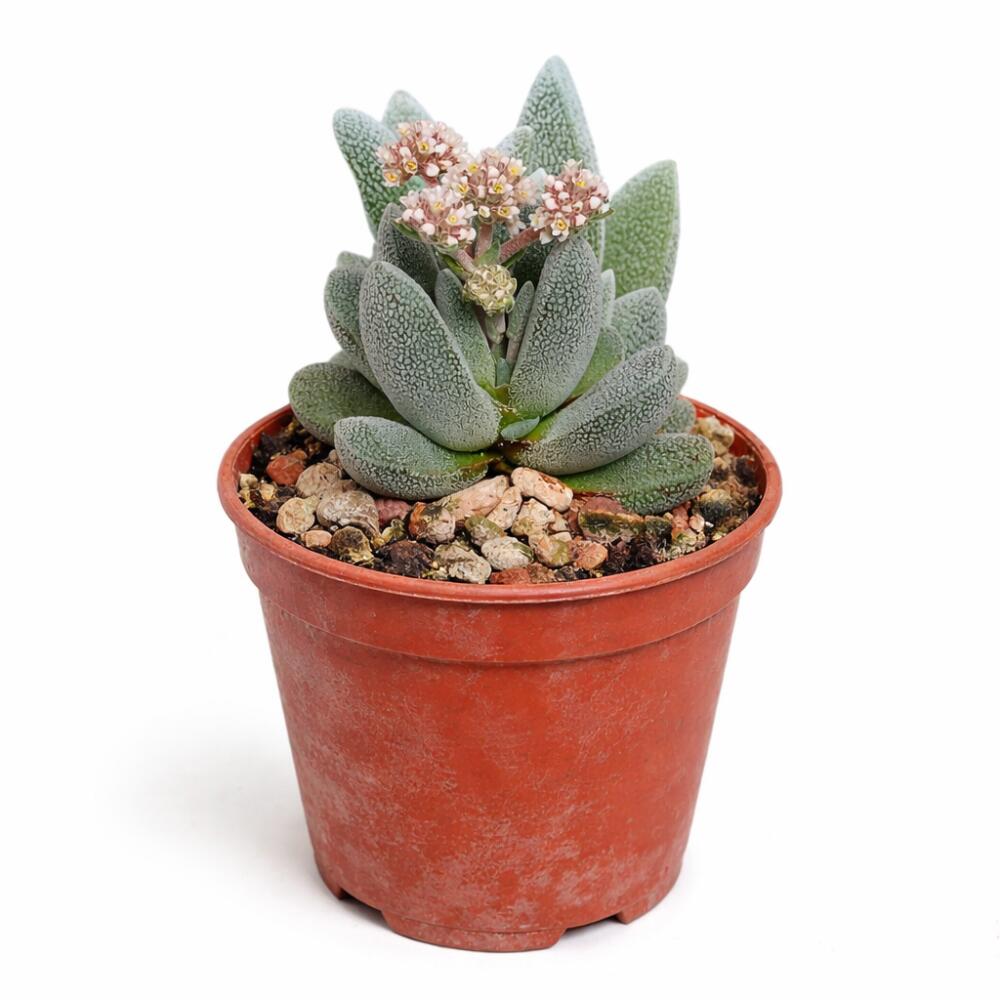 Another original shop view of Crassula tecta and its leaf pattern