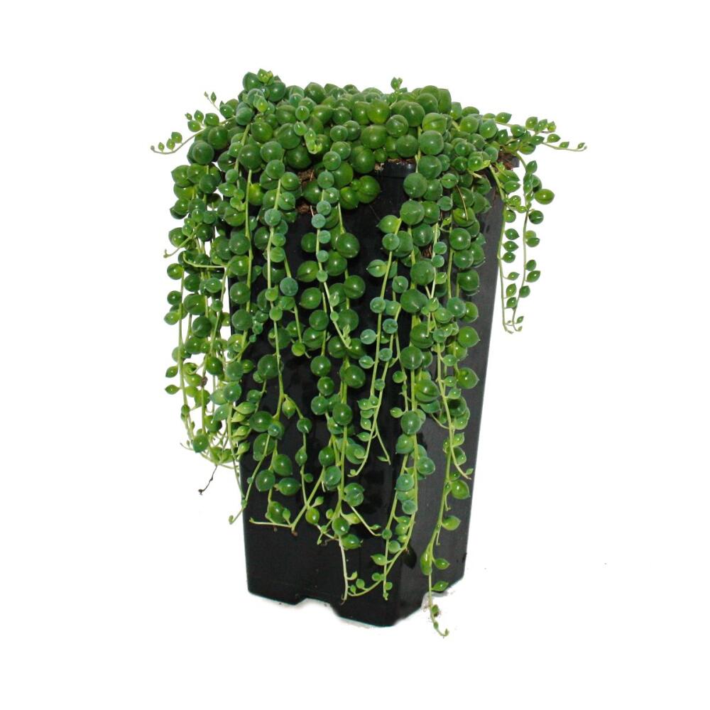 Unveränderte Original-Shopaufnahme: Erbse am Band - Senecio rowleyanus 14cm Topf