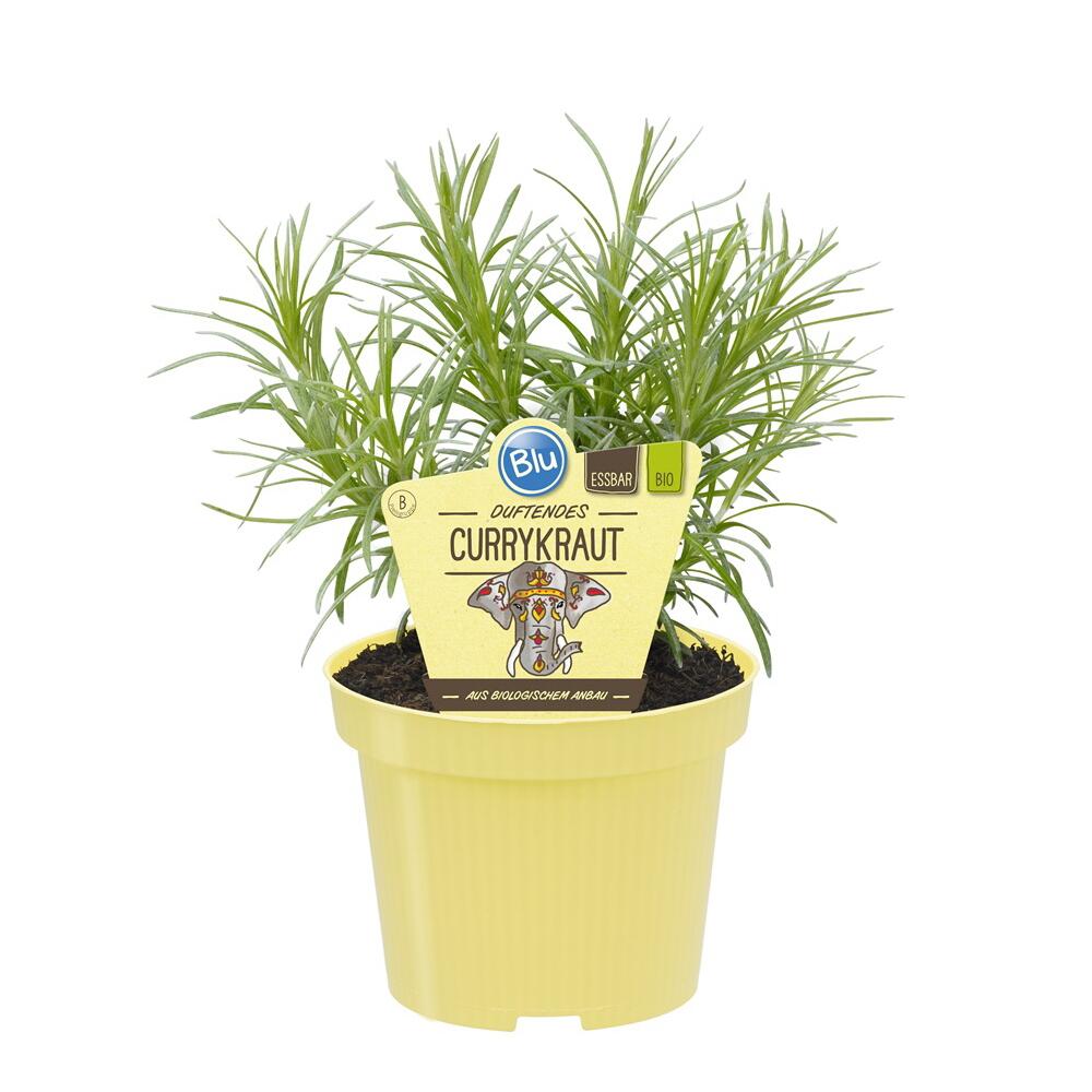 Currykraut – Original-Shopansicht 1