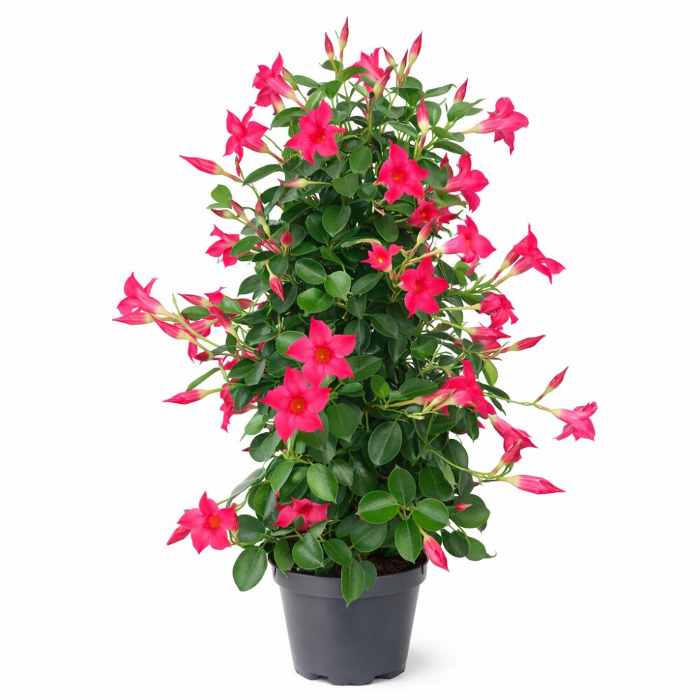 Vue originale de Mandevilla · forme pyramidale rose dans la boutique