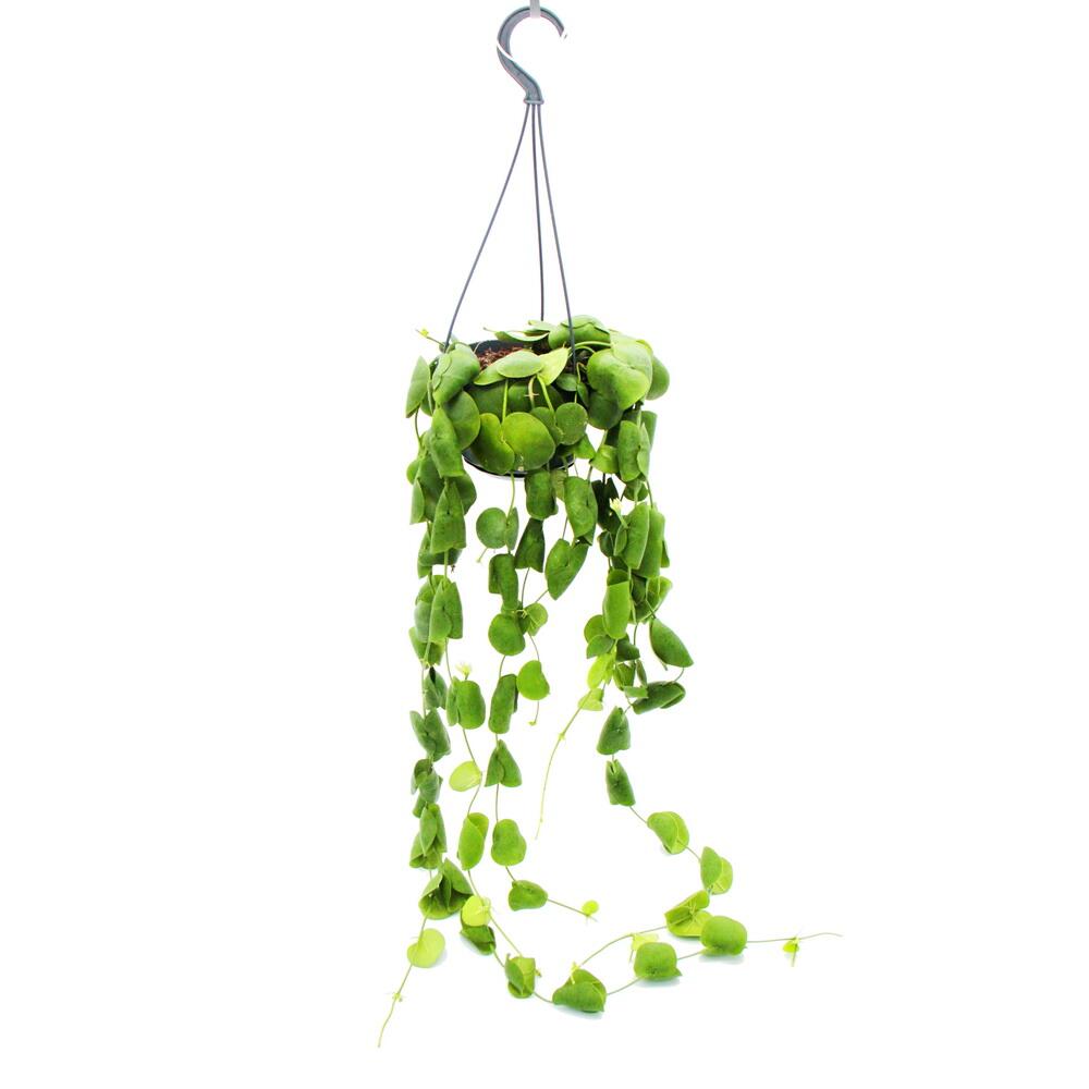 Unchanged original shop photograph: hanging houseplant – Dischidia platyphylla – urn plant – 14 cm hanging pot