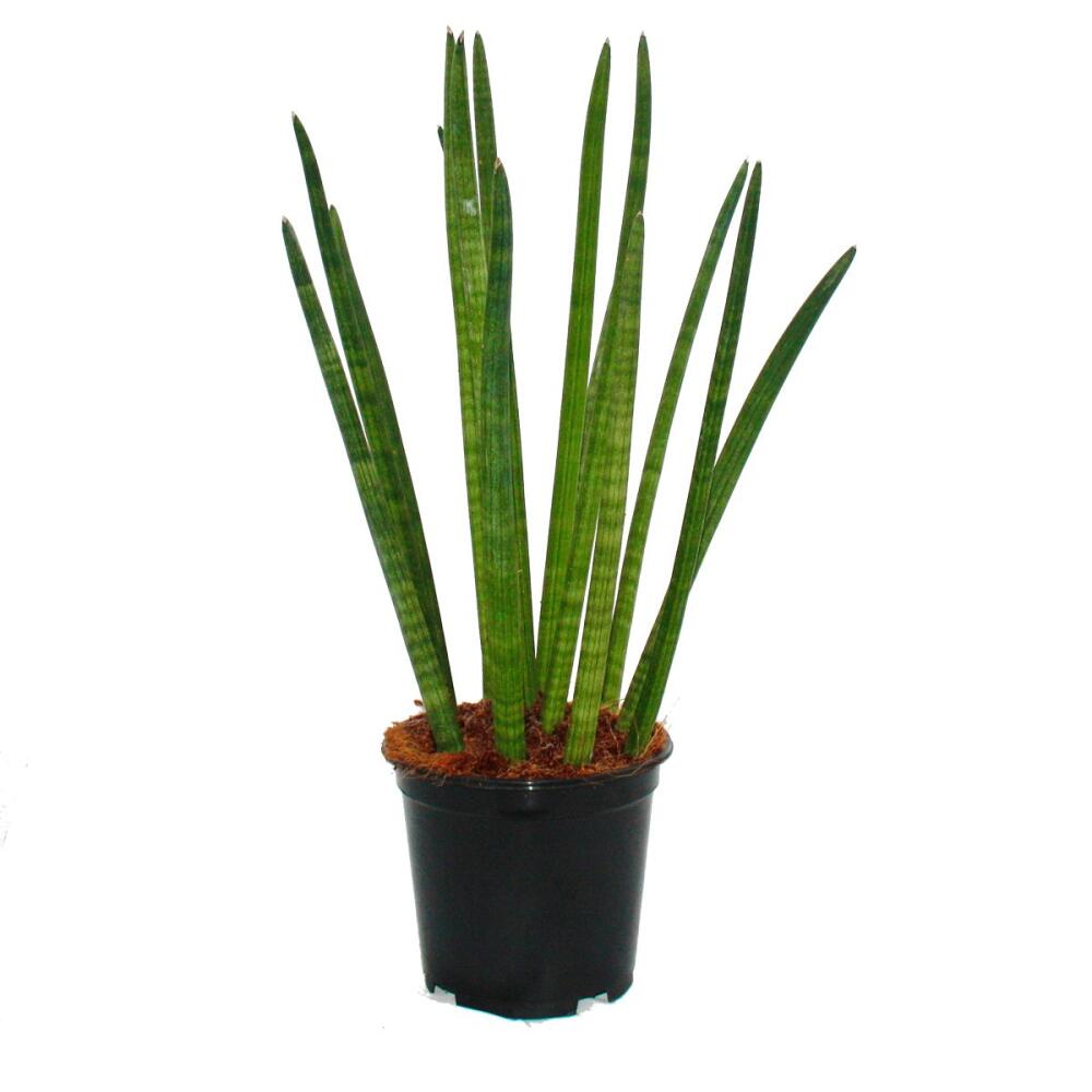 Cylindrical snake plant – original shop view 1
