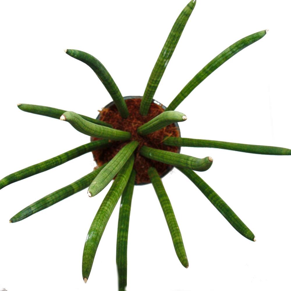 Cylindrical snake plant – original shop view 2