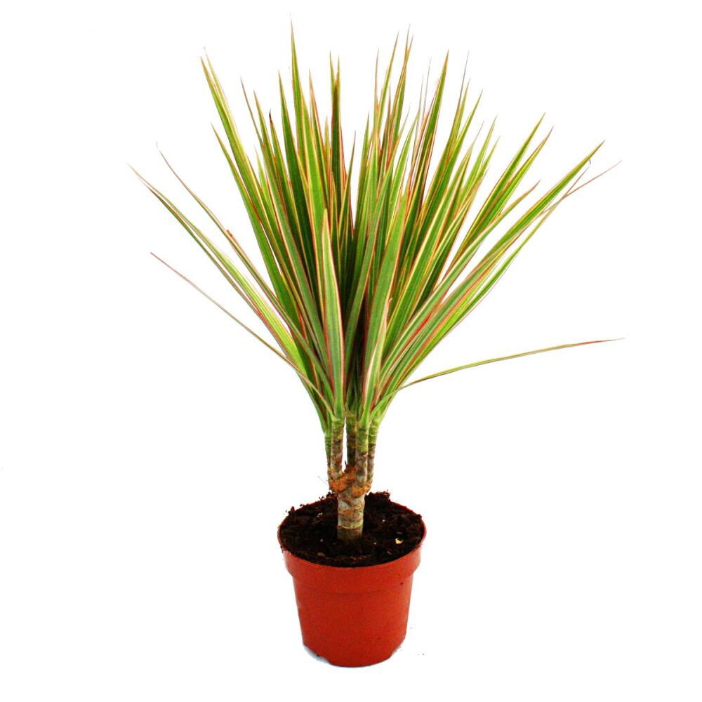 Unveränderte saubere Original-Shopaufnahme: Exotenherz Drachenbaum Dracaena marginata Bicolor zweifarbig 1 Pflanze pflegeleichte Zimmerpflanze luftreinigend- 12cm Topf