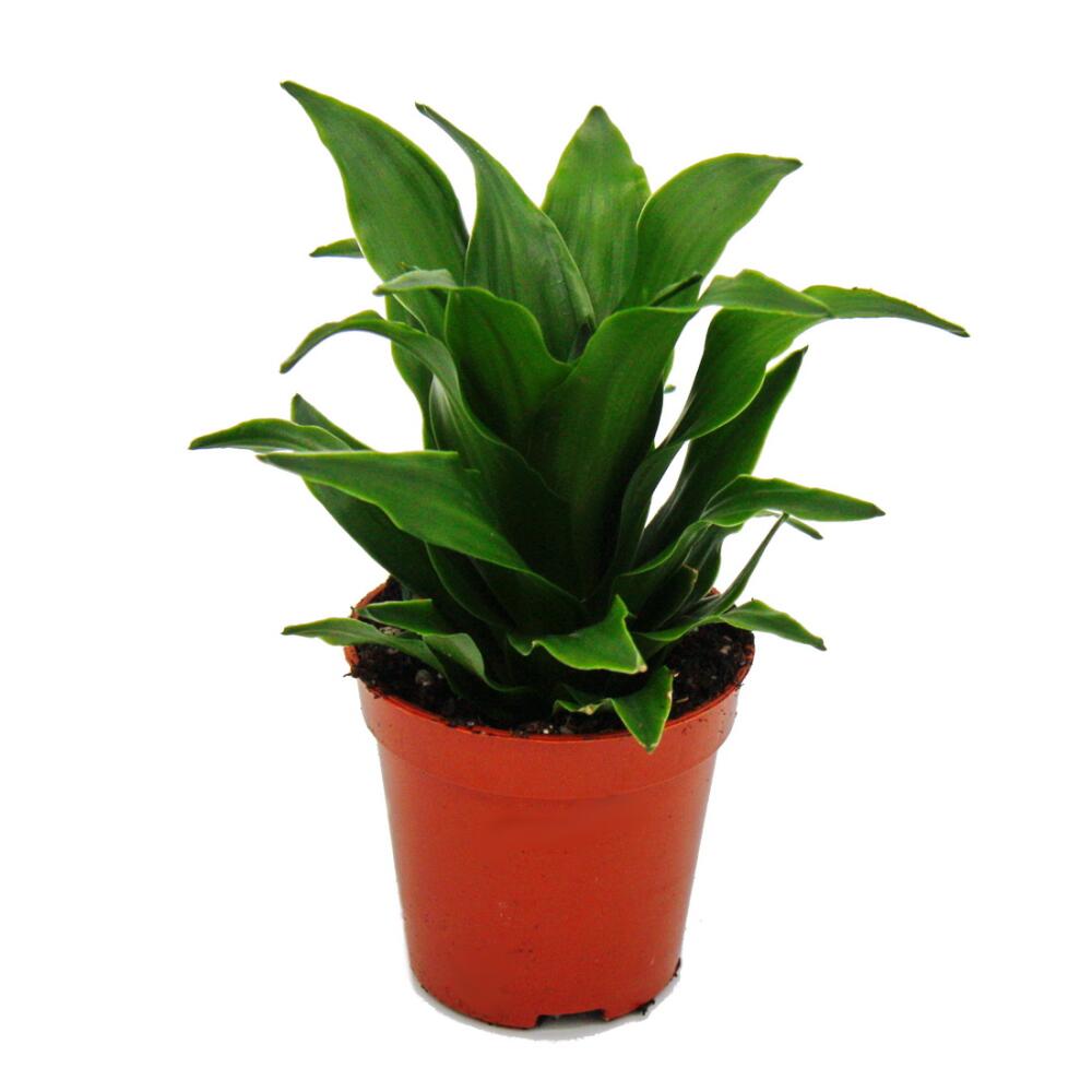 Unchanged original shop photograph: miniature Dracaena compacta dragon tree, ideal for small bowls and glasses, in a 5.5 cm pot