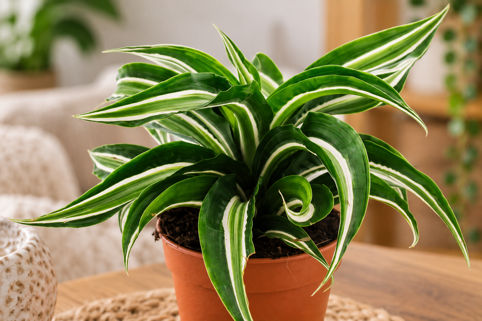 Détail agrandi créé par IA de Dracaena fragrans 'Curly Malaika'