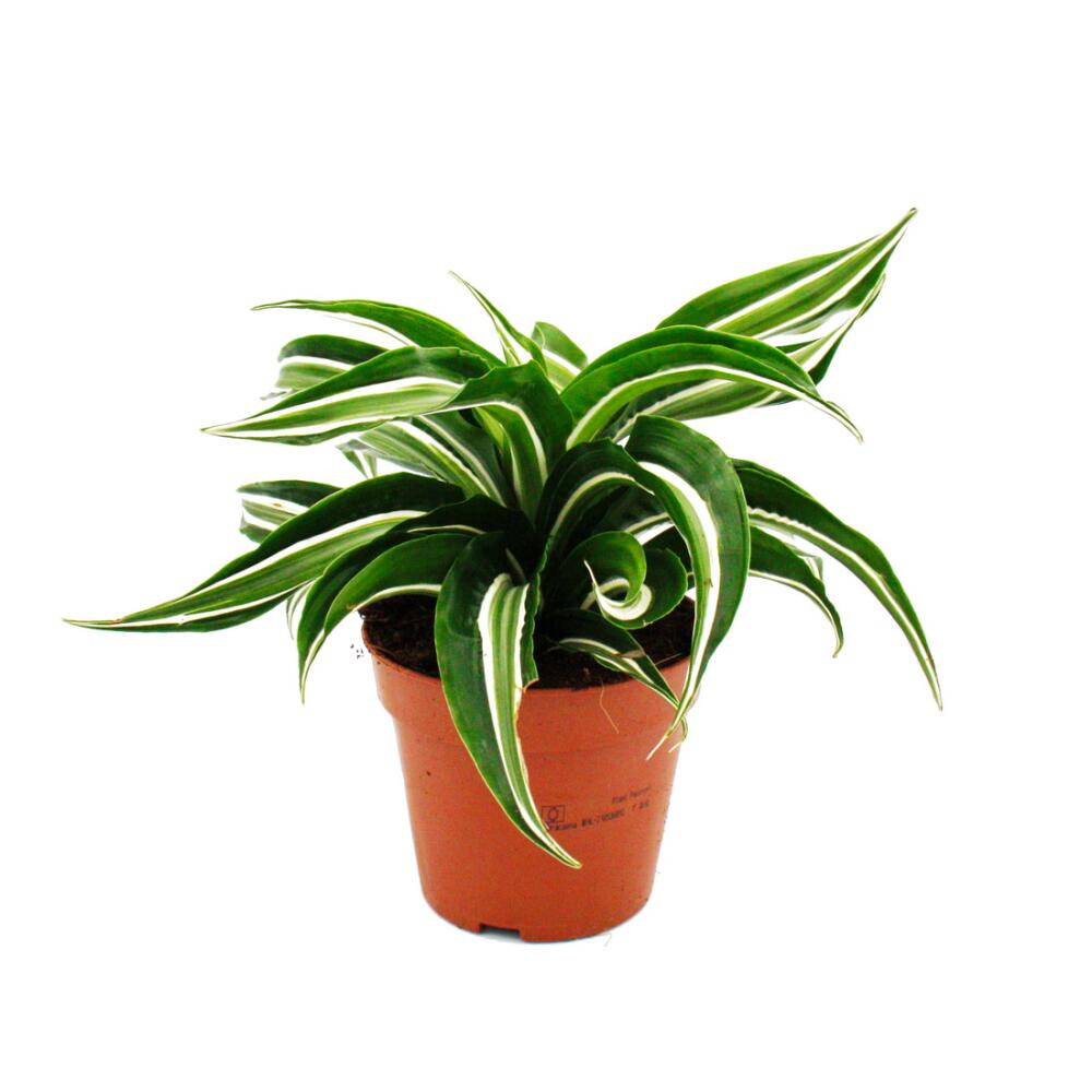 Photographie originale de la boutique : dracaena ondulé Dracaena deremensis fragrans Curly Malaika pot de 12 cm blanc-vert