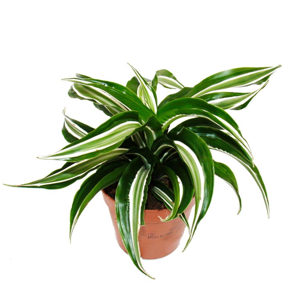 Photographie originale de la boutique : dracaena ondulé Dracaena deremensis fragrans Curly Malaika pot de 12 cm blanc-vert