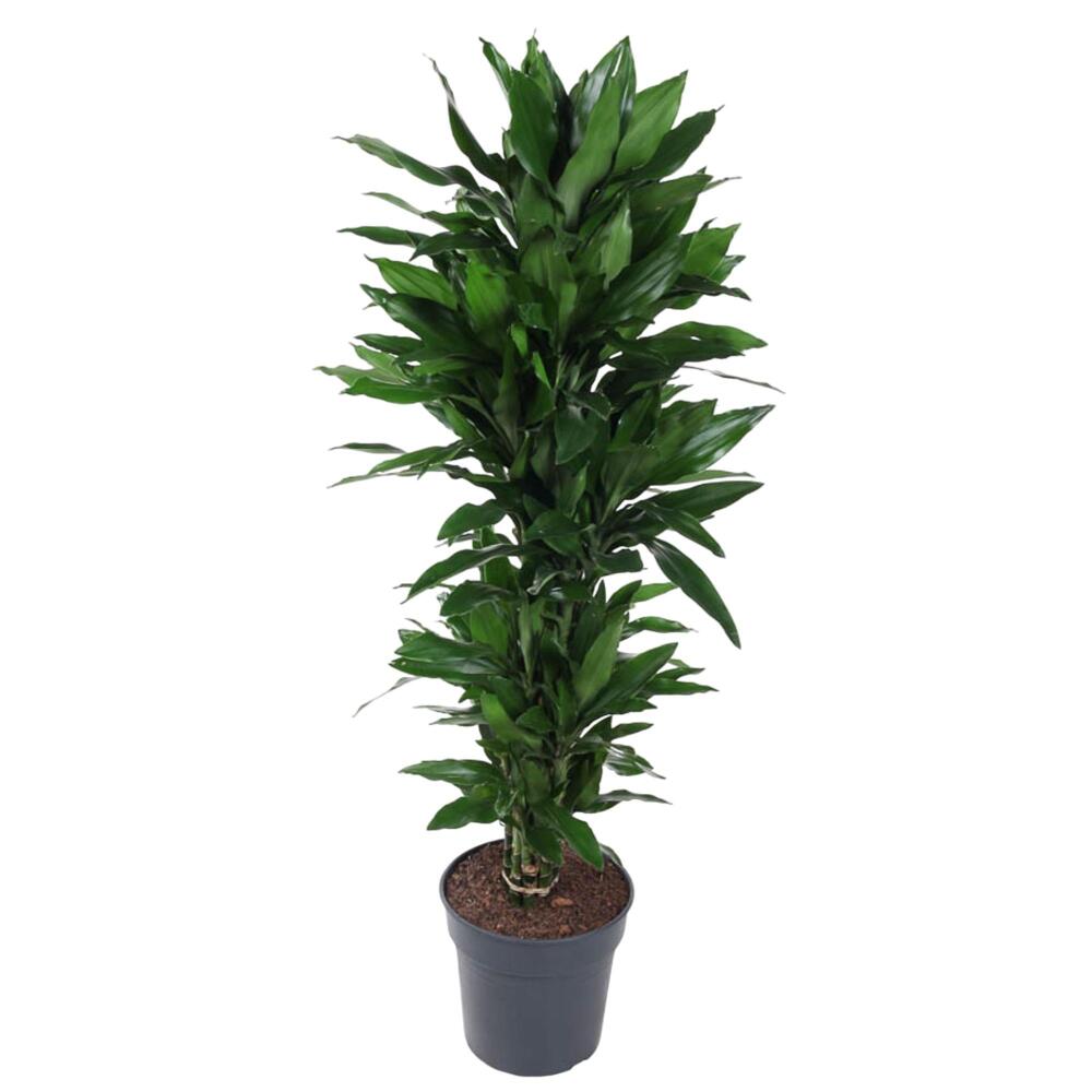 Drachenbaum Janet Lind – Original-Shopansicht 1
