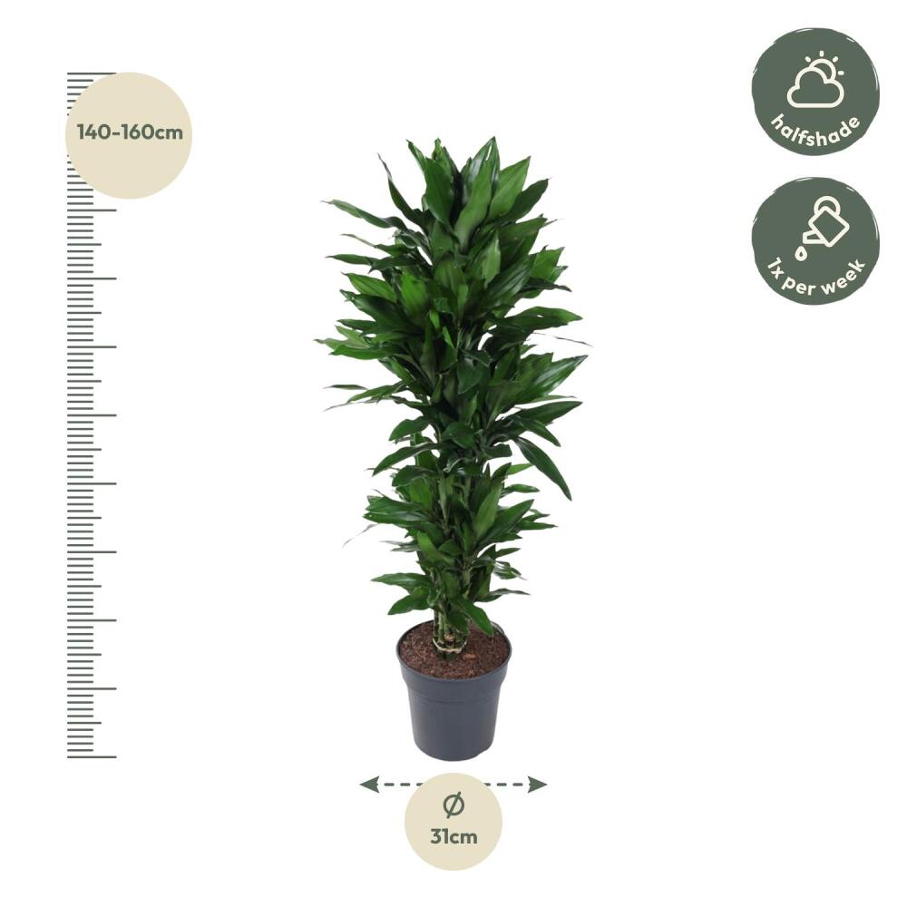 Drachenbaum Janet Lind – Original-Shopansicht 2