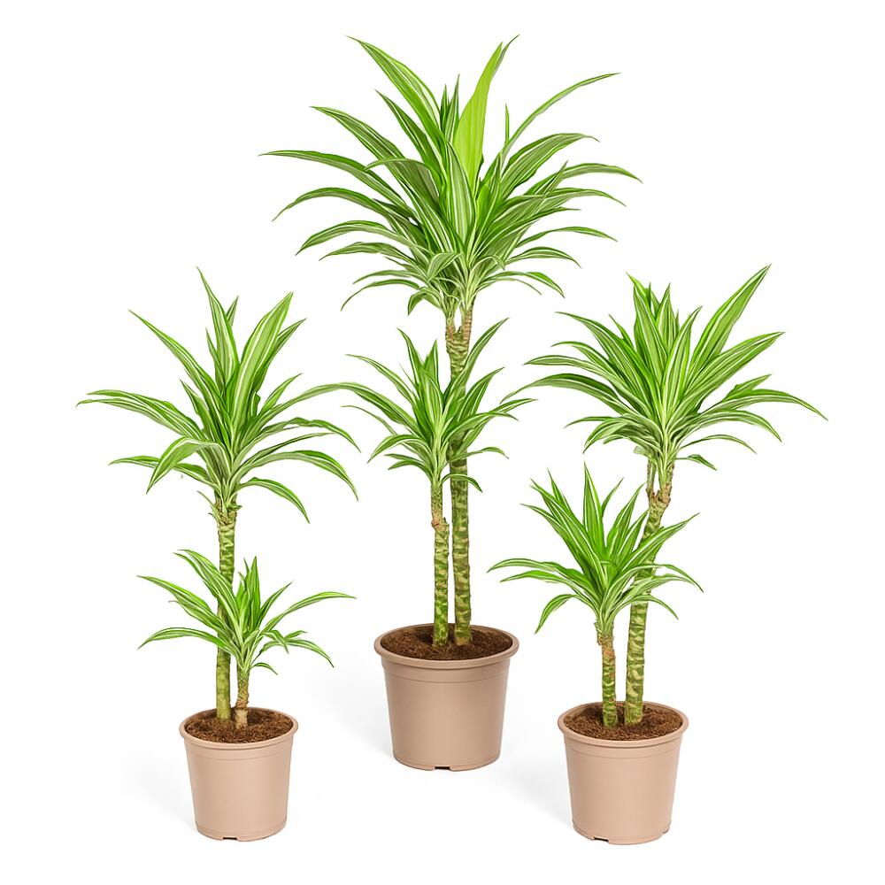 Original shop photograph: white-striped dracaena, Dracaena deremensis White Stripe, specimen plant