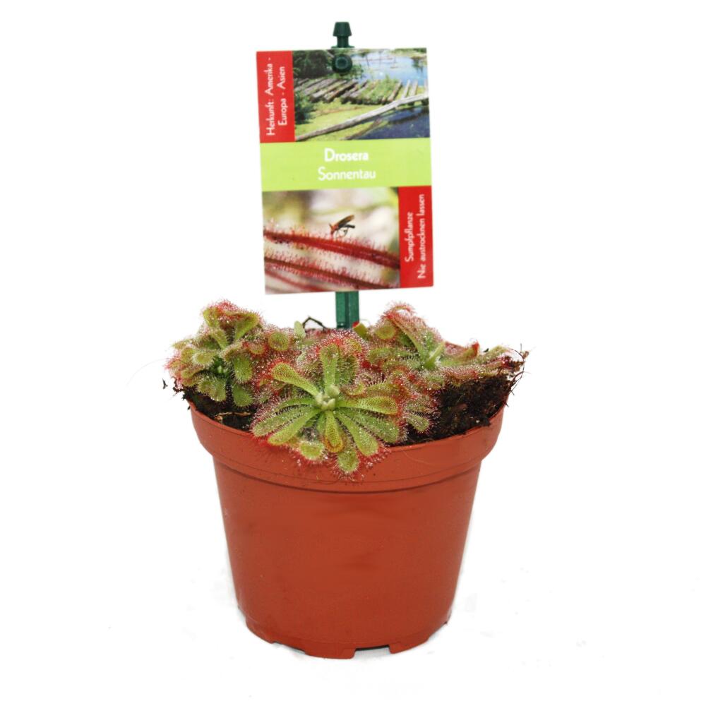 Alice-Sonnentau – Original-Shopansicht 1