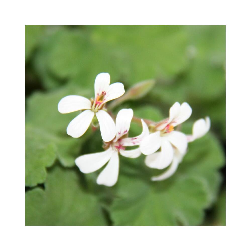 Photographie originale de la boutique : lot de 3 pélargoniums odorants – Pelargonia odorata Hybr.