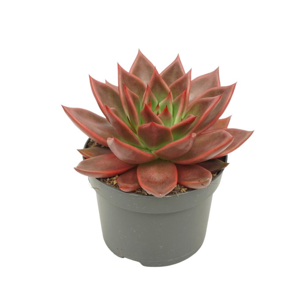 Original shop photograph: red rosette succulent – Echeveria agavoides "Antaris" – easy-care succulent – 12 cm pot