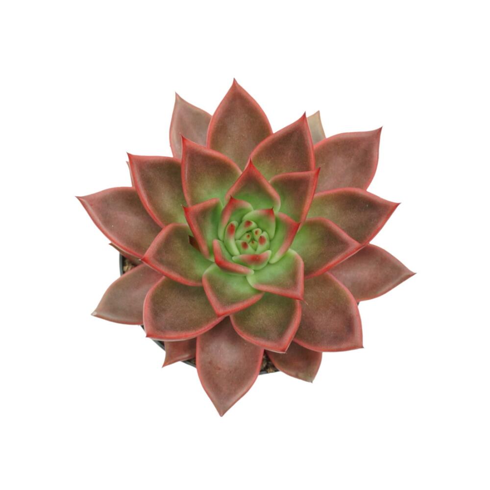Original shop photograph: red rosette succulent – Echeveria agavoides "Antaris" – easy-care succulent – 12 cm pot