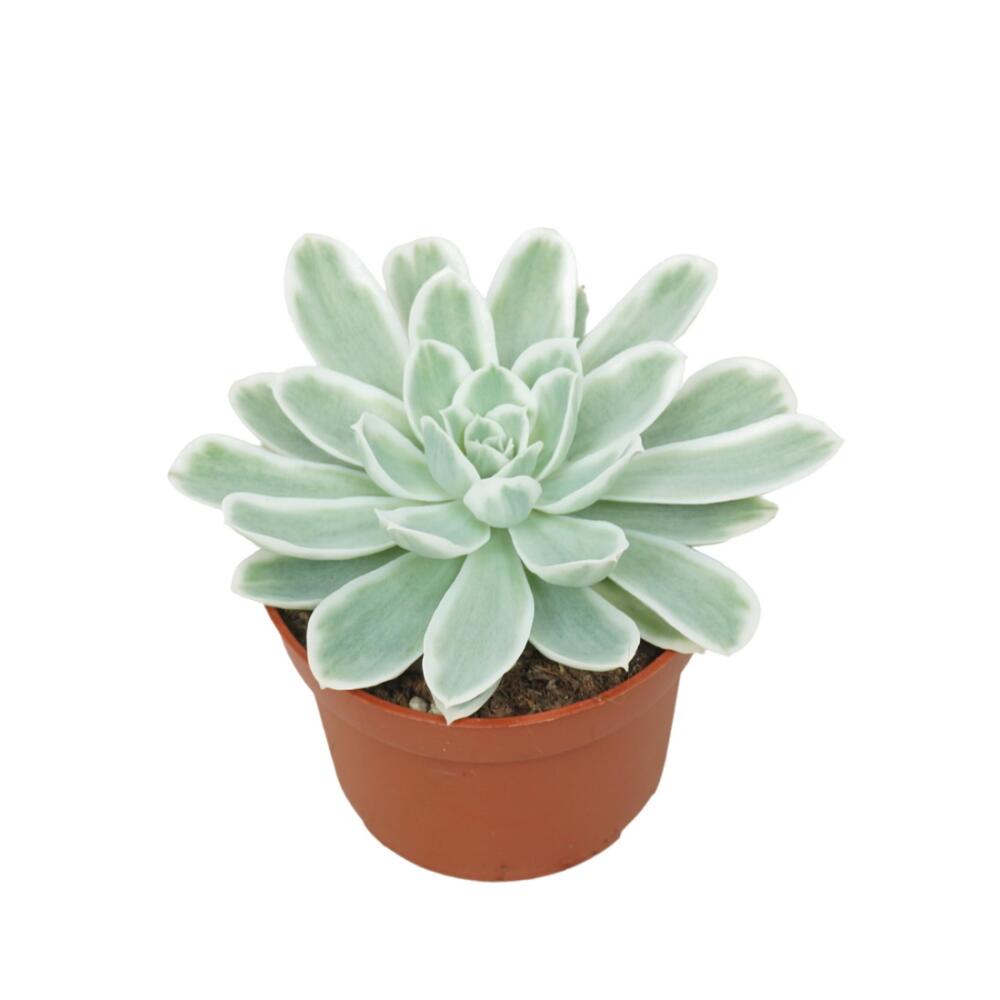 Original-Shopaufnahme: Blau-Weisses Rosetten-Dickblatt Echeveria "Lemon Lime" RARITÄT Pflegeleichte Sukkulente 10,5cm Topf