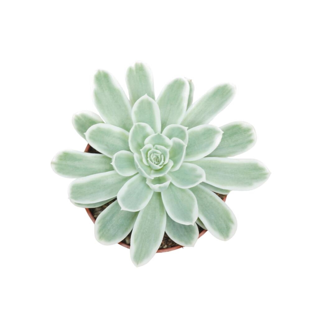 Original-Shopaufnahme: Blau-Weisses Rosetten-Dickblatt Echeveria "Lemon Lime" RARITÄT Pflegeleichte Sukkulente 10,5cm Topf