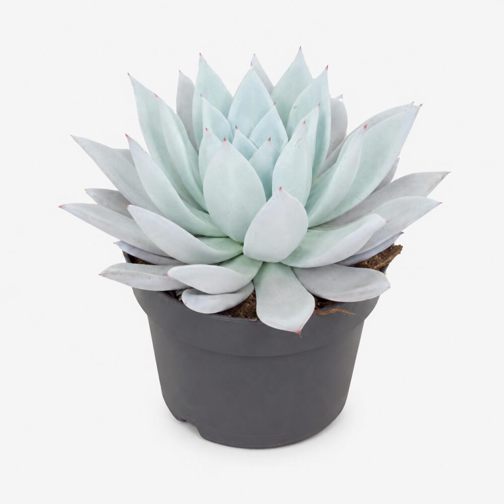 Unverändertes Original-Shopfoto von Echeveria colorata 'Mexican Giant'