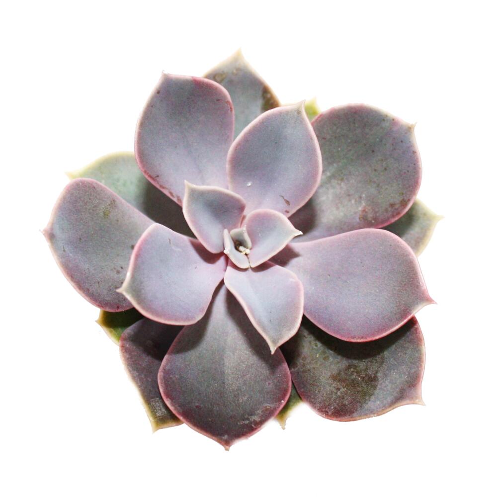 Echeveria Perle von Nürnberg – Original-Shopansicht 1
