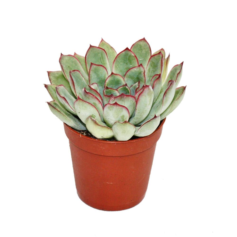Echeveria pulidonis – Original-Shopansicht 1