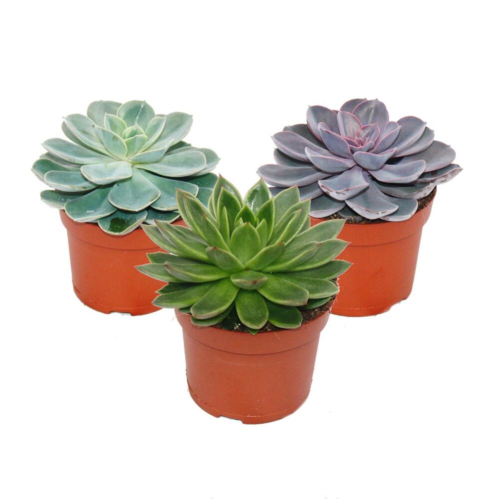 Original-Shopaufnahme: Set aus 3 verschiedenen Echeverien im 12cm Topf