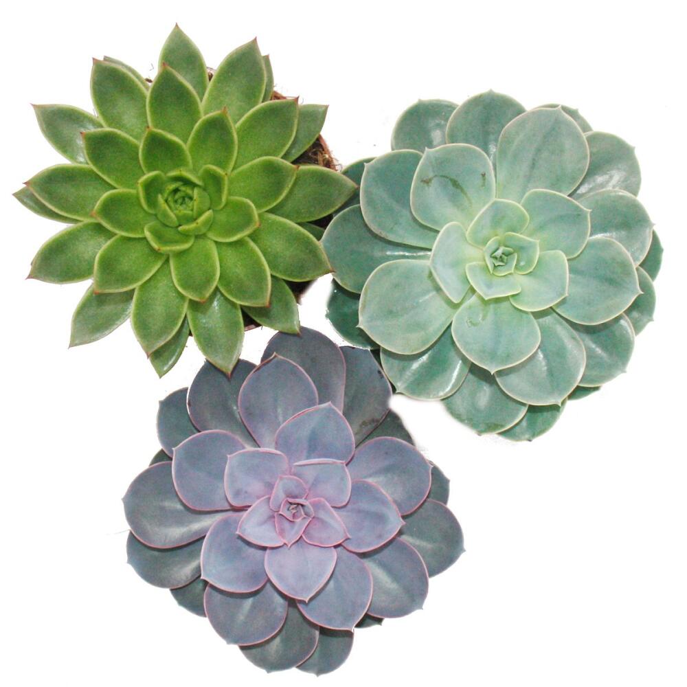 Original-Shopaufnahme: Set aus 3 verschiedenen Echeverien im 12cm Topf