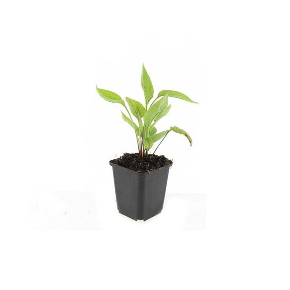 Unchanged original shop photograph: ornamental perennial Echinacea purpurea 'White Swan', 9cm pot