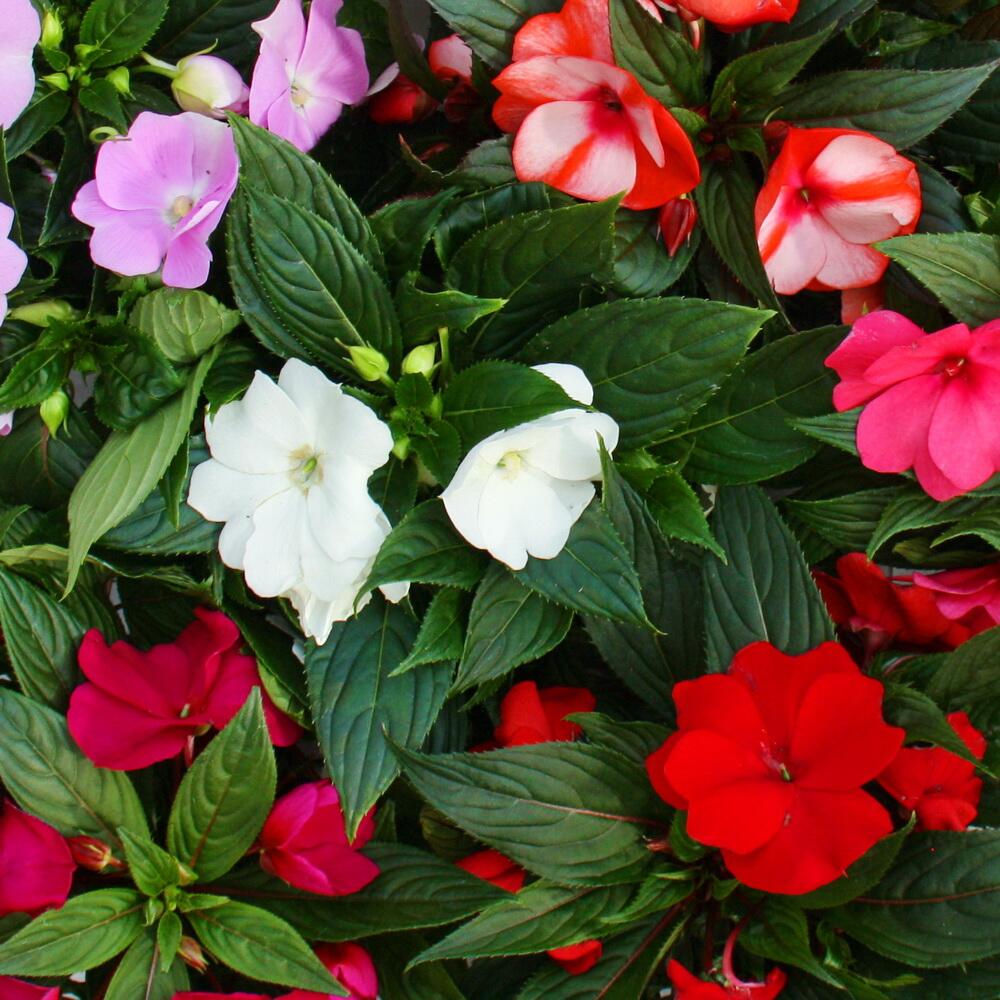 Original-Shopaufnahme: Edel-Lieschen - Impatiens Neu-Guinea - verschiedene Farben - Set mit 3 Pflanzen im 12cm Topf