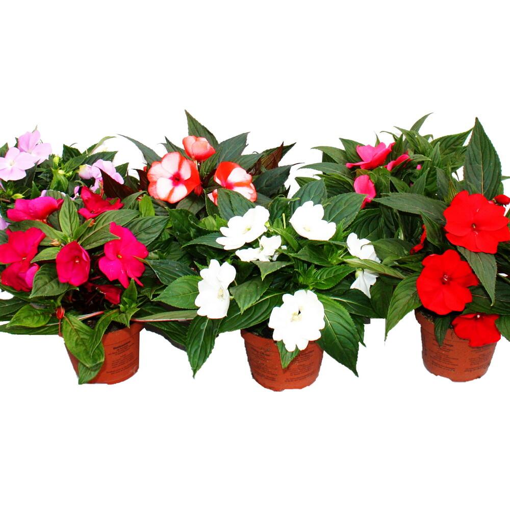Original-Shopaufnahme: Edel-Lieschen - Impatiens Neu-Guinea - verschiedene Farben - Set mit 3 Pflanzen im 12cm Topf