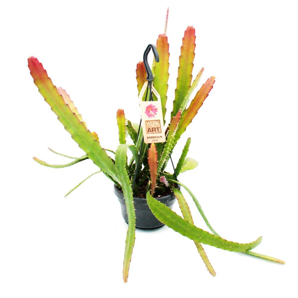 Original-Shopaufnahme: Epiphyllum anguliger Red Tip Schwert-Kaktus Krokodilschwanz mit rötlicher Färbung 14cm Ampeltopf